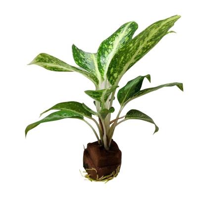 China Phenol moss meida seedling solution root media propagation media hydroponic soilless cultivator green house growing media for sale