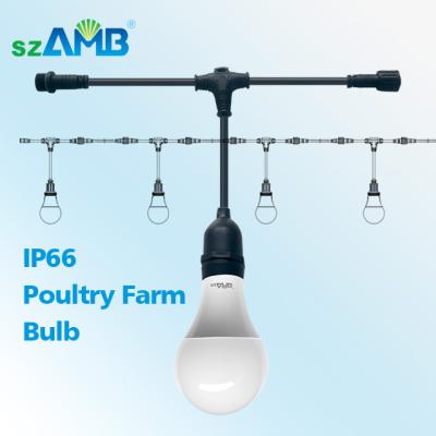 China Super High Efficiency High Lighting Dimmable Poultry LED Light Bulb Without Any Flickering for sale