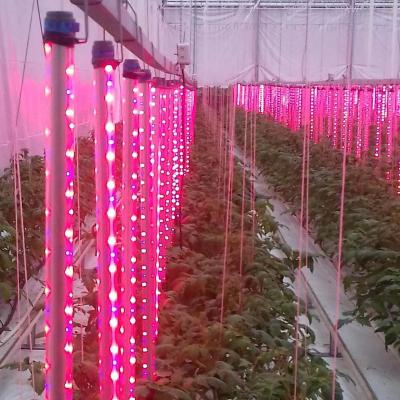 China Seed Starting Full Spectrum Customized 0-10v Dimming Grow Light Led T8 for sale