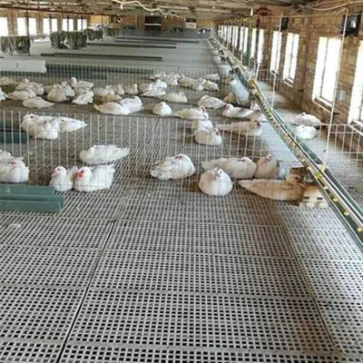 China Farms 1000mm*500mm*40mm Plastic Slat Flooring Poultry Farming Equipment Poultry& Pig House Corrosion Resistant Plastic Slat for sale