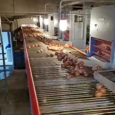 China Layer Chicken Farms Automatic Center Layer Chicken Farm House 750MM Width Egg Collection Conveyor System for sale