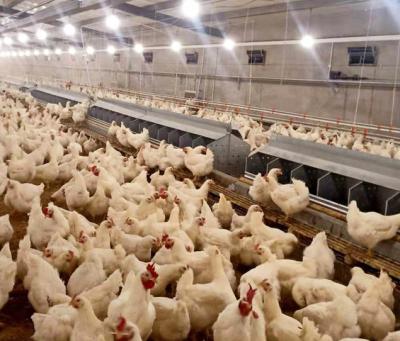 China Cultivate Automatic Chicken Egg Laying Nest for sale