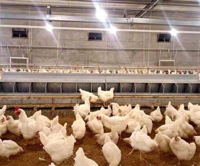 China Automatic Farms Poultry Breeding Layer Hens Egg Collection Nest for sale