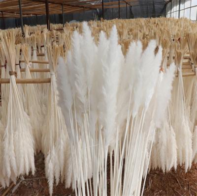 China Natural Plant Amazon Hot Selling Dried Flower Arrangement Natural Wholesale Wedding Pampas Grass Home Decoration for sale