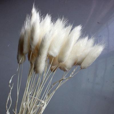 China High Grade Natural Plant Wholesale Bunny Tail Bunny Tail Floral Grass Natural Color 50 Stems Natural Flower Plants for sale