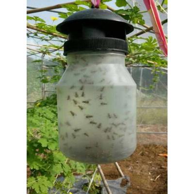 China OEM ODM Disposable Eco-Friendly Pest Control Moth Powerful Insect Pilots Killer Fruit Fly Catcher Fly Trap Plastic Bottle for sale