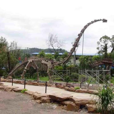 China Großes Outdoor-Dinosaurier-Skelett, sonnenfestes Dinosaurier-Modell-Skelett zu verkaufen