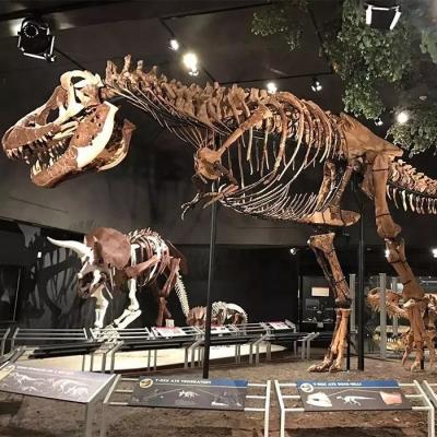 Chine Réplique de squelette de dinosaure résistant aux intempéries / Répliques d'os de dinosaure à vendre