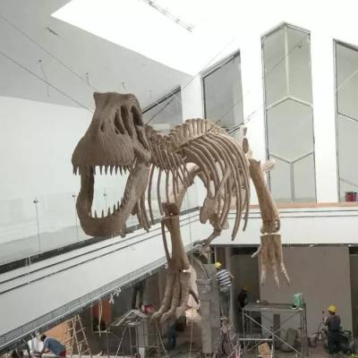 Κίνα Αντίγραφο Indoor Dinosaur Skeleton Youth Age Εγγύηση 12 μηνών προς πώληση