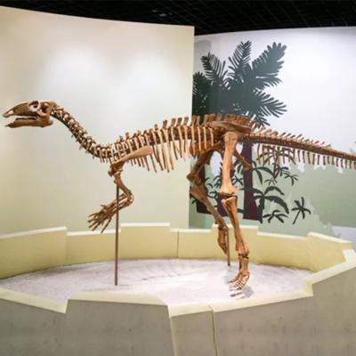 Κίνα Εμπορικό κέντρο Dinosaur Skeleton Replica Size Προσαρμόσιμο απολίθωμα κρανίου δεινοσαύρων προς πώληση