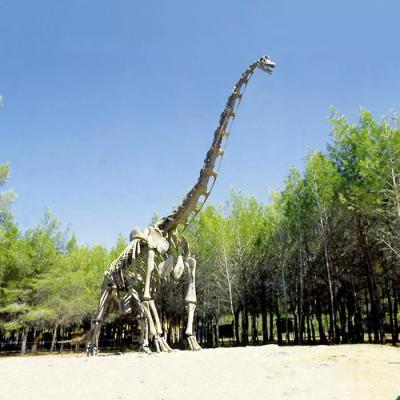 Chine Réplique réaliste de squelette de dinosaure/réplique du monde jurassique pour l'intérieur à vendre