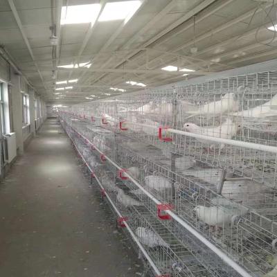 China Farms pigeon cages on 3 floors and 12 poultry farms for sale