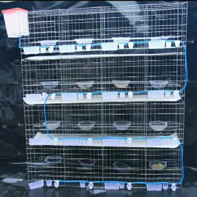 China Farms pigeon cages on 4 floors and 16 poultry farms for sale