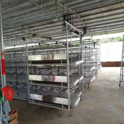 China Farms pigeon cages on 3 floors and 12 poultry farms for sale