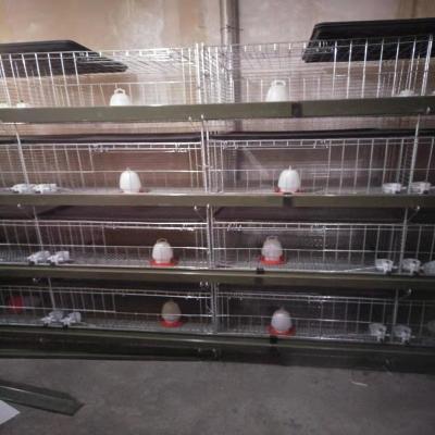 China Cultivate the chick three-dimensional brooder for sale