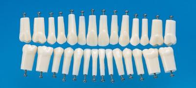 China Permanent Straight Rooted Teeth Model With 28 Or 32 Pcs Teeth For Nissin 200 Or 500 for sale