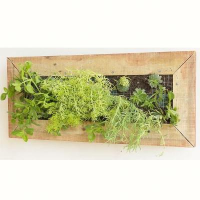 China Indoor Outdoor Interesting Growing Vertical Wall Garden Planters Pot For Small Space for sale