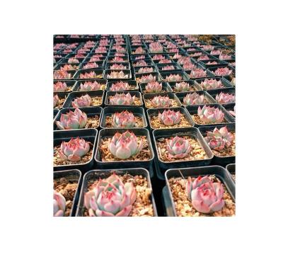 China Tropical Style High Quality Artificial Succulent Plants High Quality Artificial Juicy Plants for sale