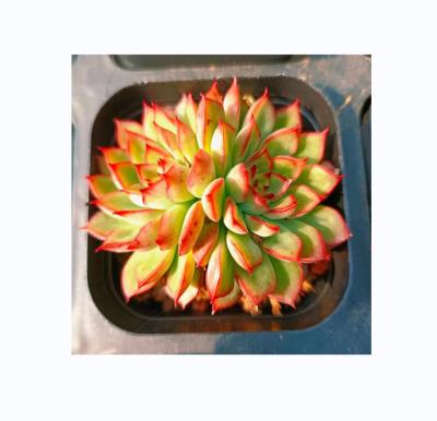 China Tropical Cheap Succulent Plants Style Artificial Succulent Plants for sale