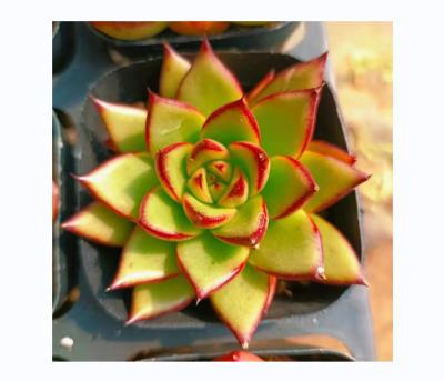 China Tropical Style High Quality Artificial Succulent Plants Artificial Succulent Plants for sale