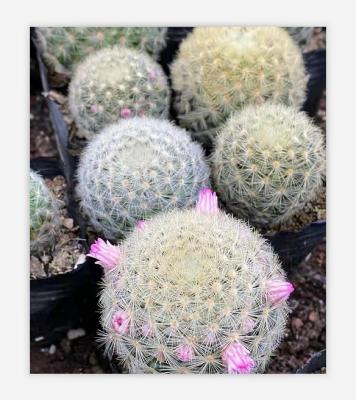 China Plant Tropical Artificial Wholesale Cactus Style Succulent Cactus For Indoor Outdoor Decoration for sale