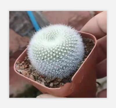 China Minimalist Factory Made Wholesale Art Potted Artificial Plants Potted Cactus From China for sale