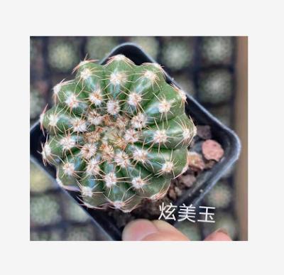 China Minimalist China Wholesale Artificial Small Plant Potted Cactus Decoration Home Art for sale