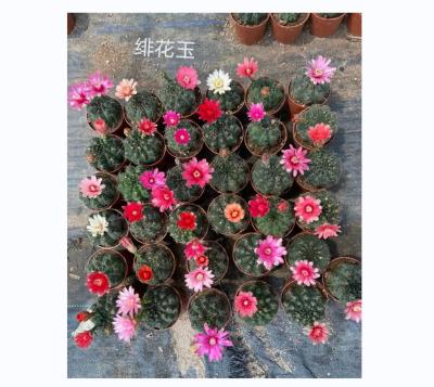 China Mini Cactus Plants For Home Decor Green Product Style Artificial Cactus Plants Desk Tropical Hot Table for sale