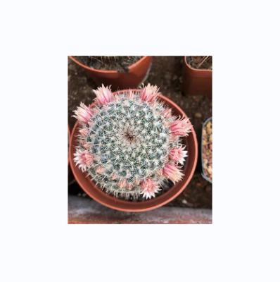 China Mini Cactus Plants For Home Decor Green Product Style Artificial Cactus Plants Desk Tropical Hot Table for sale