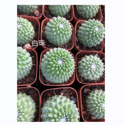 China Mini Cactus Plants For Home Decor Green Product Style Artificial Cactus Plants Desk Tropical Hot Table for sale