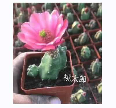 China Mini Cactus Plants For Home Decor Green Product Style Artificial Cactus Plants Desk Tropical Hot Table for sale