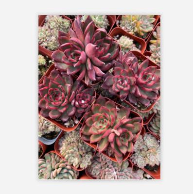 China Coastal Plants Wholesale Artificial Small Potted Succulents Desk Decoration for sale