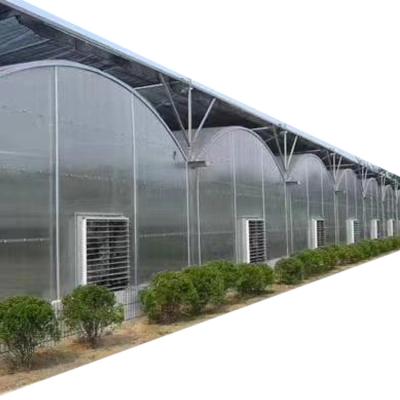 China Agricultural tunnel greenhouse polycarbonate greenhouse with hydroponic grow system for Sale for sale