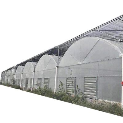 China Agriculture Farm Vegetables Multispan Plastic Film Greenhouse Tunnel Greenhouse For Sale for sale