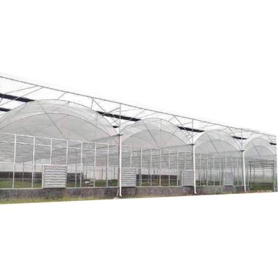 China Low Cost Tunnel Green House Plastic Film Greenhouse Commercial/Agricultural Greenhouse For Sale for sale