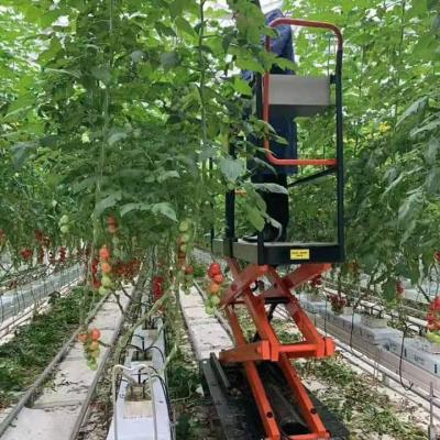 China Multi-Span Agricultural Polycarbonate Sheet Greenhouse Tomato Green House Greenhouse For Sale for sale