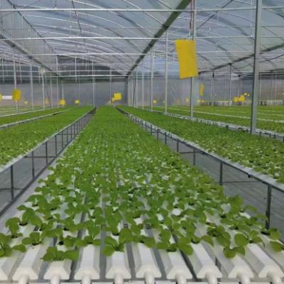 China plastic film green house Economical NFT hydroponic system for sale