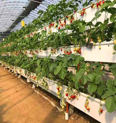 China Greenhouse Vegetable Soilless Culture Planting Tomato With nft Hydroponic System for sale