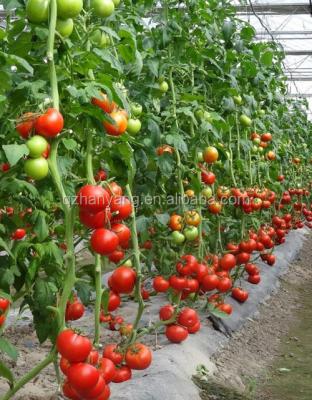 China substrate nft hydroponic systems for tomato and other vegetables for sale