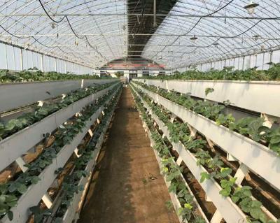 China ecological agriculture greenhouse for planting strawberry with hydroponic system for sale