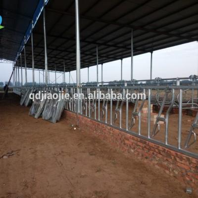 China Save Labor Cattle Feeding Equipment Cow Force Collars Customized Design For Dairy Farm For Sale for sale