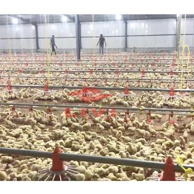 China Broiler Floor Management Poultry Pan Feeder For Automatic Chicken Feeder System for sale