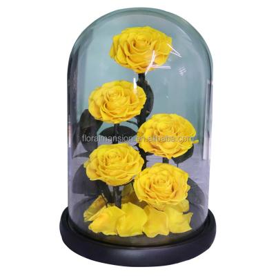 China Natural Jumbo Touch Rose Decorative Flowers 22*33CM Rose In Glass Dome Eternal Preserved By Size Rose For Christmas Gift for sale