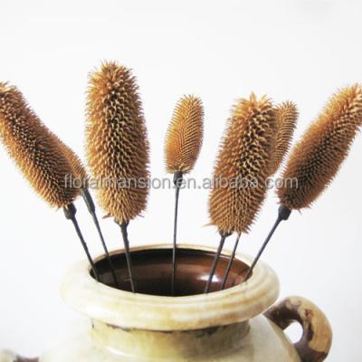 China Natural Touch Dry Wool Decorative Dried Fruit Dipsacus Flowers Bouquet For Boho Home Decor Christmas DIY Pampas Wreath Bouquet for sale