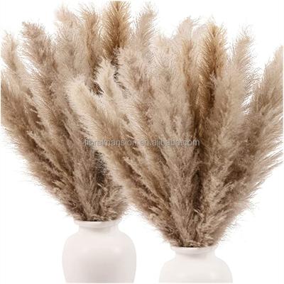 China Wholesale Natural Popular Bohemian Wedding Decoration Amazon Plant Touch Home Decoration Dried Pampas Grass Flowers 110cm for sale