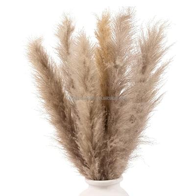 China Wholesale Natural Wedding Decoration Discount Touch Large Size Natural Dried Flowers Brown Dried Pampas Grass for sale