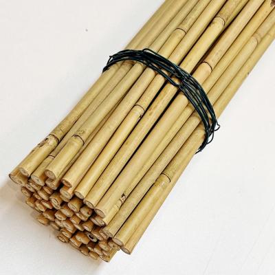 China Tonkin Bamboo Cane for Plants Grow Support Custom Size Bamboo Stick for sale