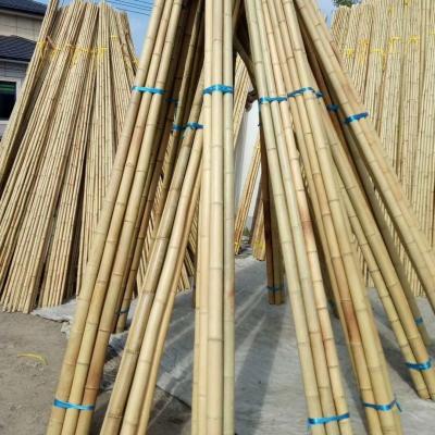 China Wholesale Nature Raw Tonkin Yellow Bamboo Pole Cane Material For Decorative And Plants Grow Support for sale