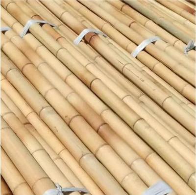 China Natureza Bamboo cru Pólos de árvores de bambu retas estacas de bambu grandes Pólos de bambu para decoração à venda