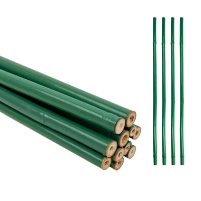 China Custom Green PVC Coated Bamboo Treated Flower Support Tonkin Bamboo Plastic Tube Pole en venta